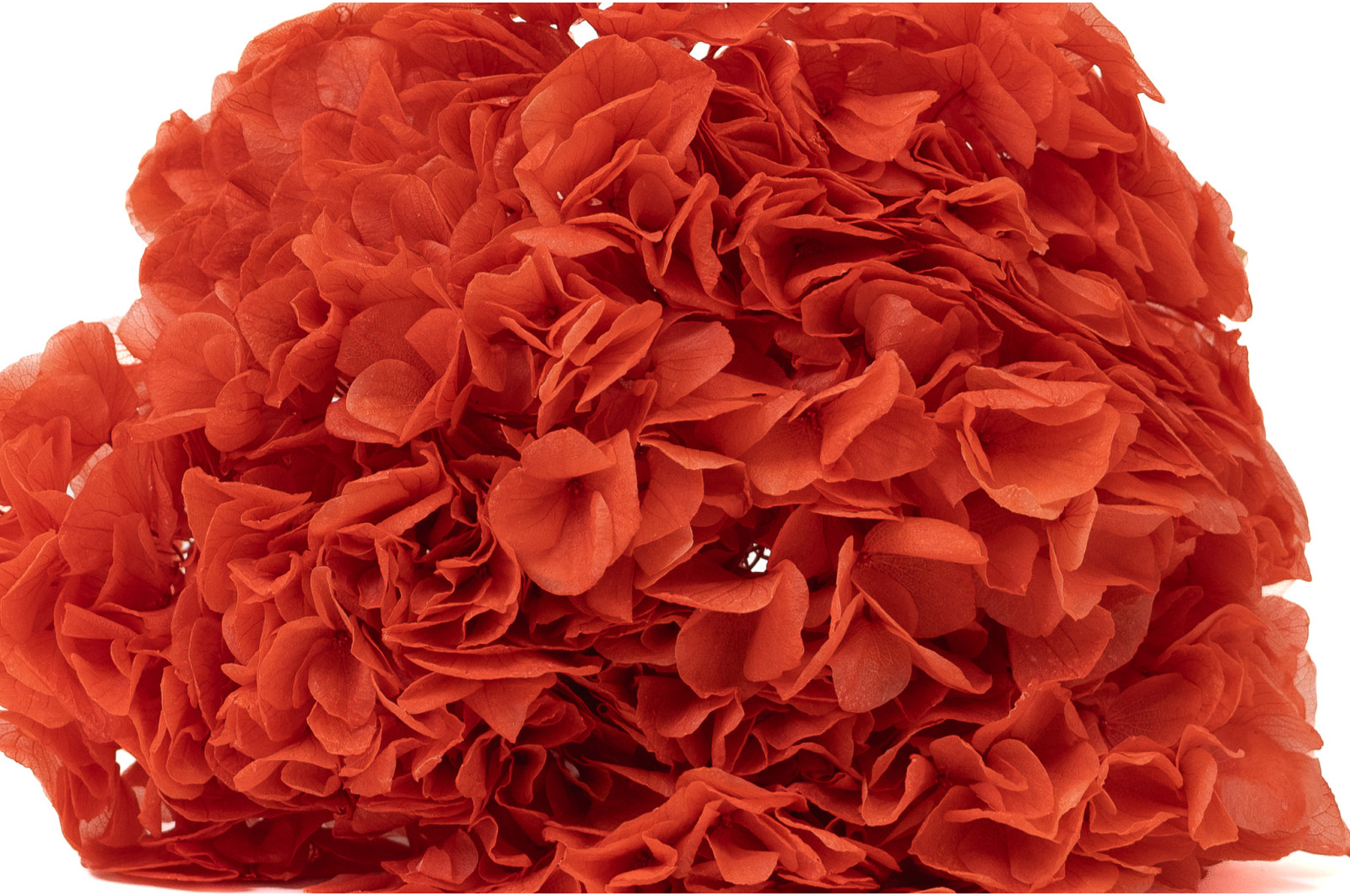 hortensia-stabilise-19