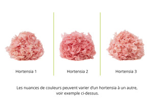 hortensia-stabilise-19.