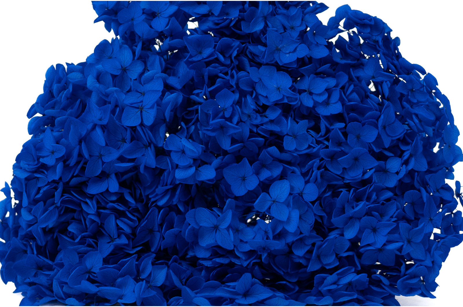 hortensia-stabilise-anna-19