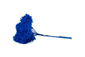 hortensia-stabilise-anna-19.