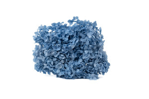 hortensia-stabilise-anna-19.