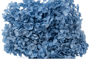 hortensia-stabilise-anna-19.