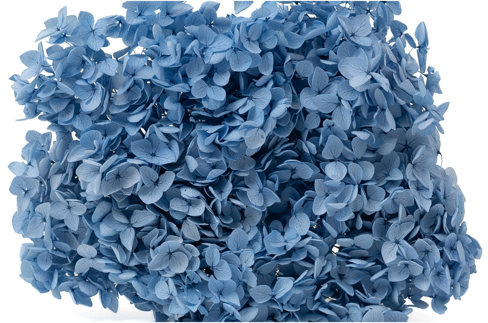 hortensia-stabilise-anna-19
