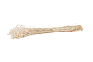 dried-briza-maxima-12.