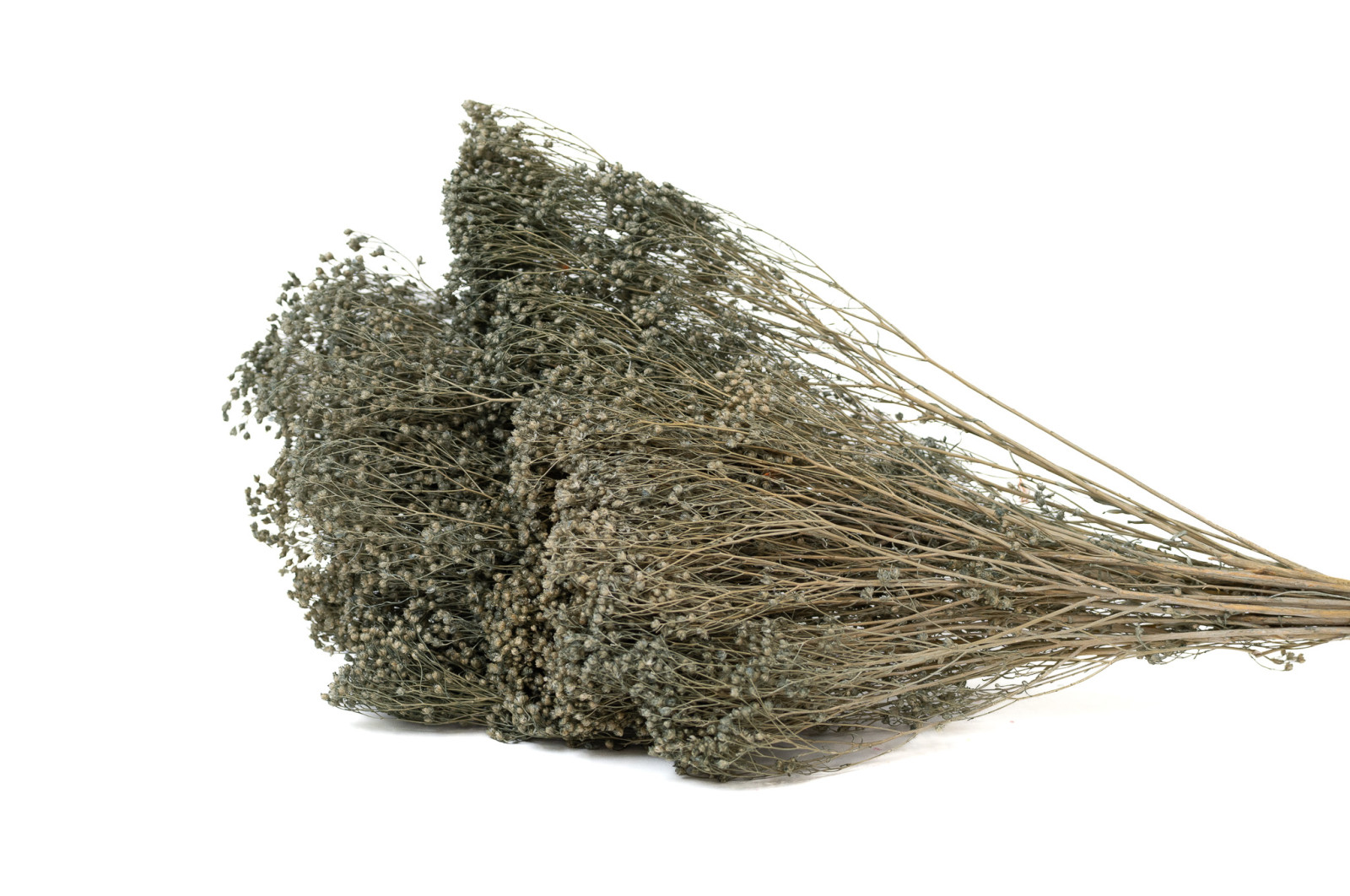 broom-bloom-sec-12