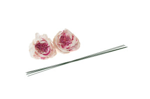 pivoine-sylvestre-sola-flower-m-8.