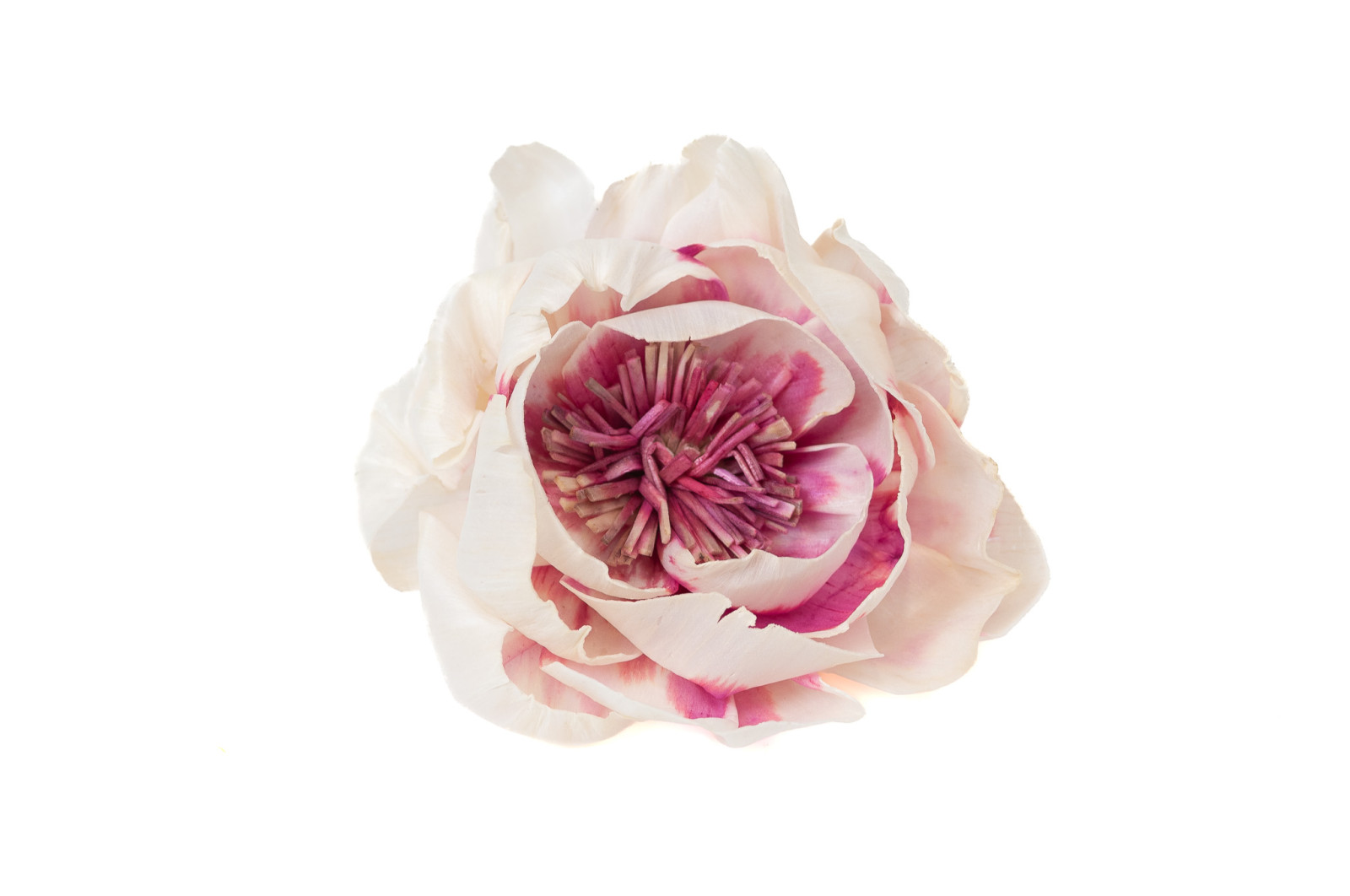 wilde-pfingstrose-sola-blume-m-8