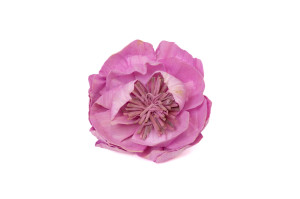 wild-peony-sola-flower-m-8.