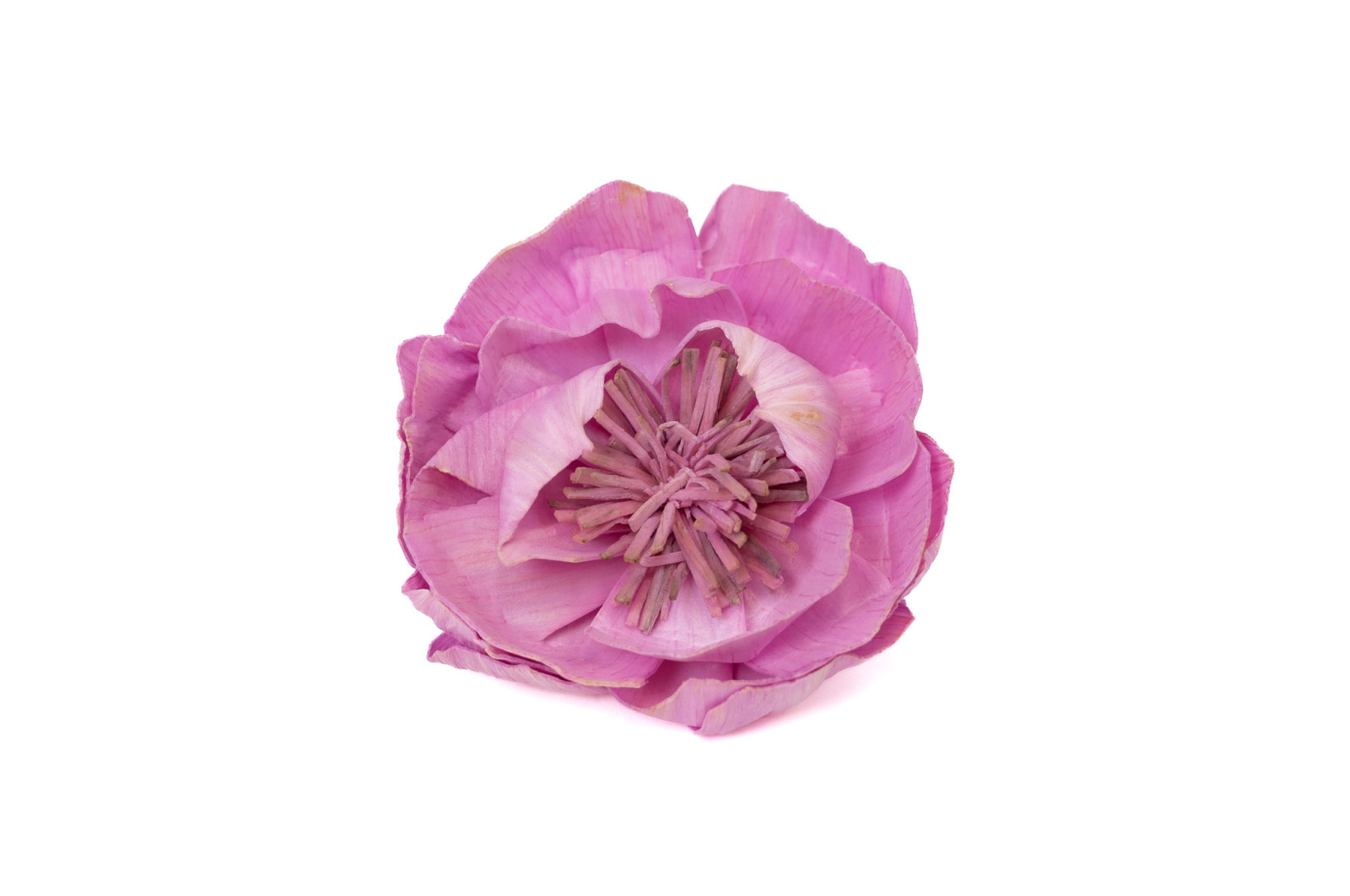 wilde-pfingstrose-sola-blume-m-8