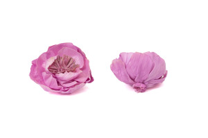 pivoine-sylvestre-sola-flower-m-8.
