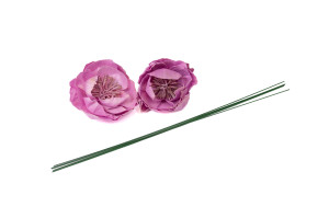 wilde-pfingstrose-sola-blume-m-8.