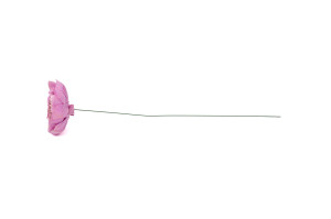 wild-peony-sola-flower-m-8.