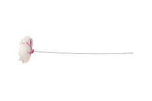 wild-peony-sola-flower-m-8.
