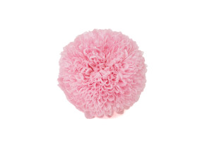 chrysantheme-stabilise-m-30