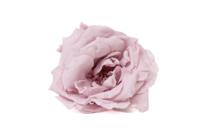 stabilisierte-majolica-rosas-30.