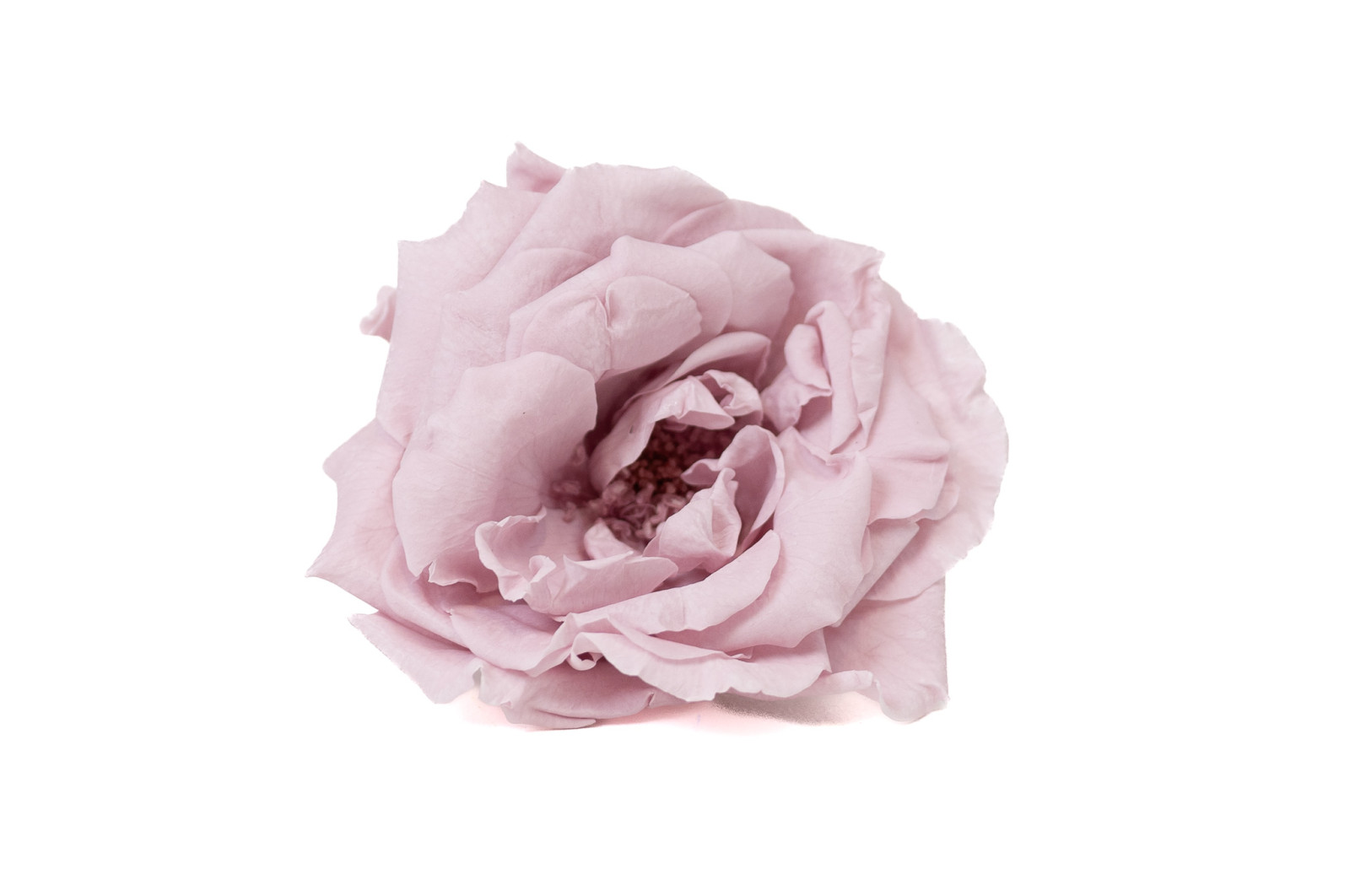 stabilisierte-majolica-rosas-30