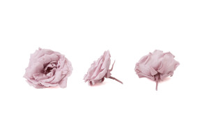 stabilisierte-majolica-rosas-30.