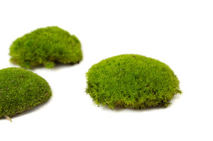 preserved-pole-moss-2-cn.