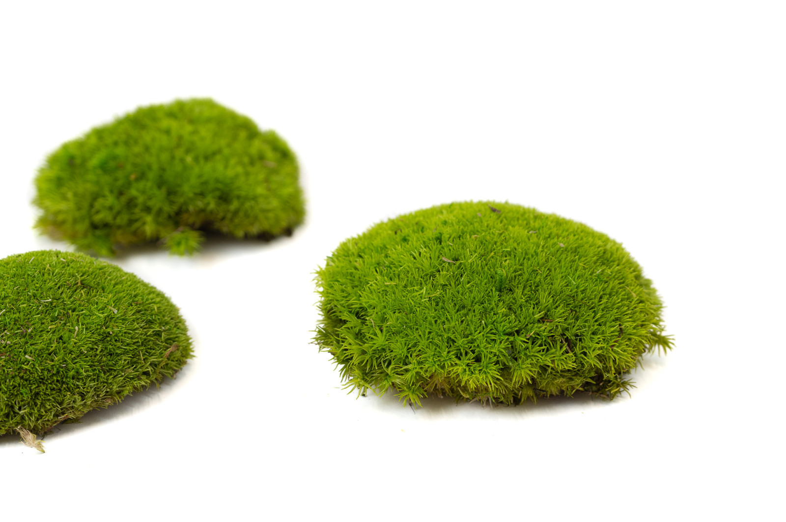 preserved-pole-moss-2-cn
