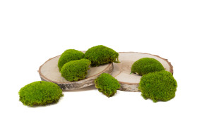 preserved-pole-moss-2-cn.
