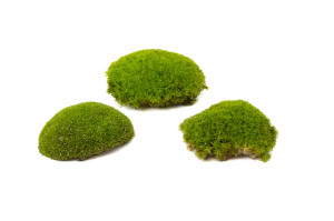 preserved-pole-moss-2-cn.