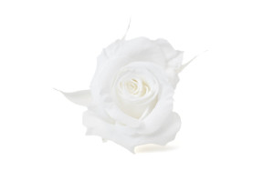 tetes-de-roses-stabilisees-m-9.