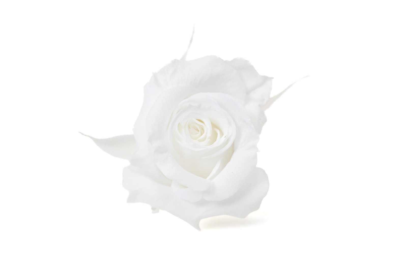 preserved-rose-heads-m-9