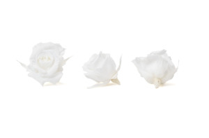 tetes-de-roses-stabilisees-m-9.