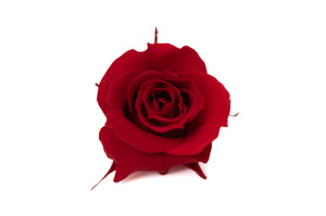 preserved-rose-heads-m-9.