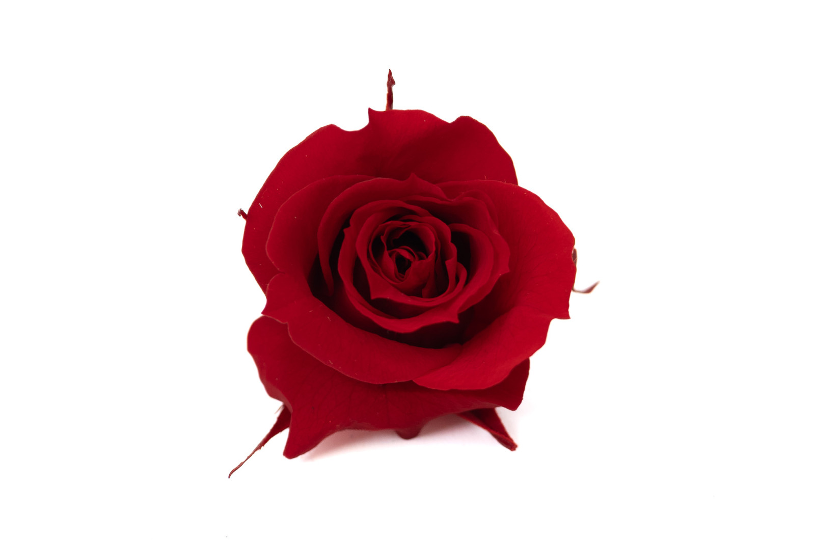 preserved-rose-heads-m-9