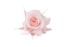 preserved-rose-heads-m-9.