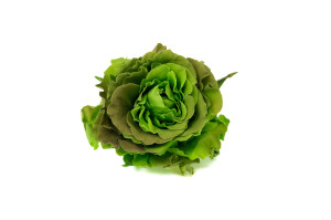preserved-ornamental-cabbage-9