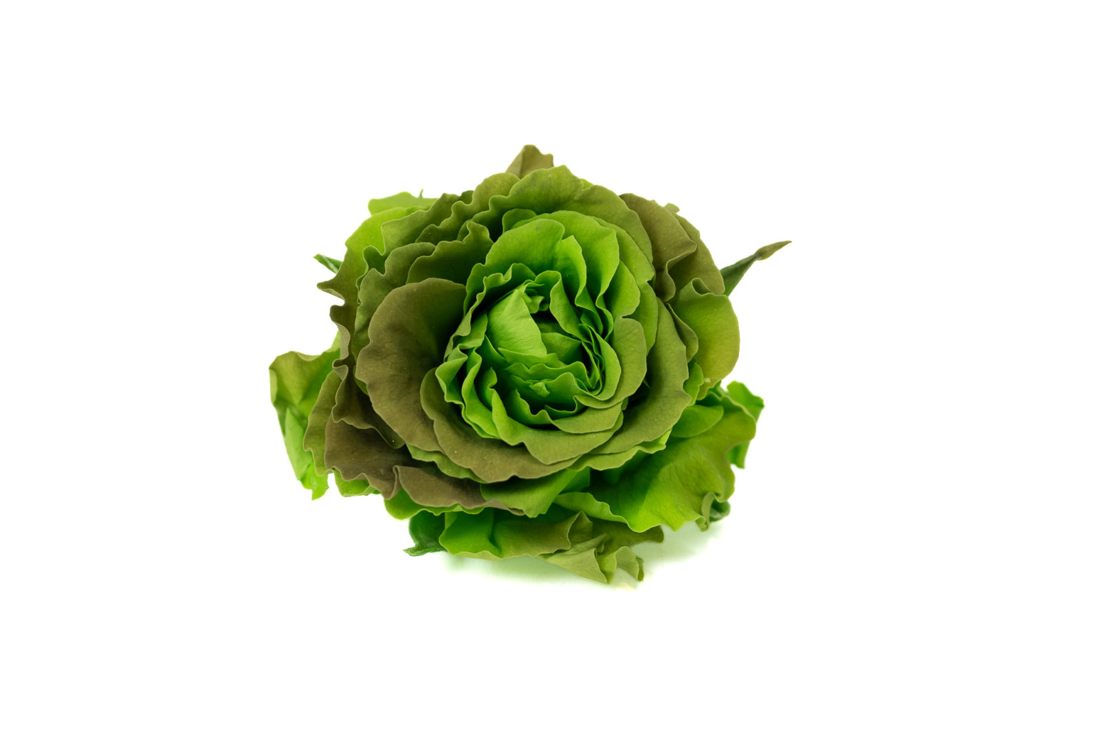 preserved-ornamental-cabbage-9