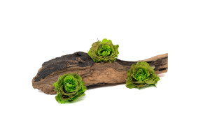 preserved-ornamental-cabbage-9.