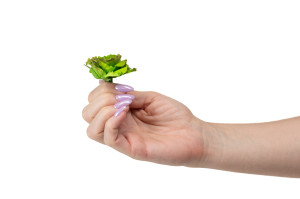 stabilisierter-zierkohl-9.