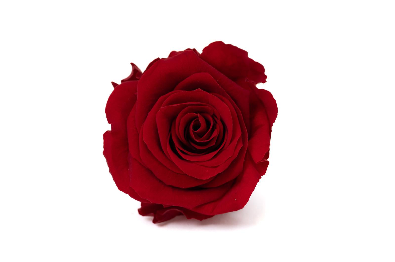 stabilisierte-rosenkopf-l-9