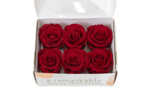preserved-rose-heads-l-9.