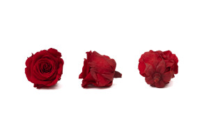 preserved-rose-heads-l-9.