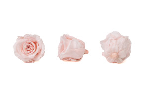 preserved-rose-heads-l-9.