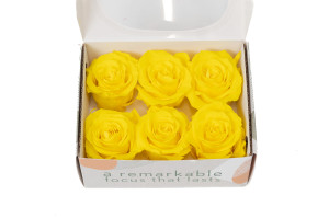 tetes-de-roses-stabilisees-l-9.