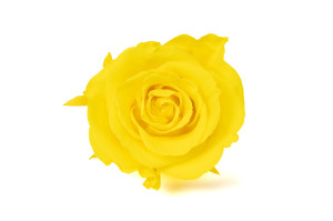tetes-de-roses-stabilisees-l-9.