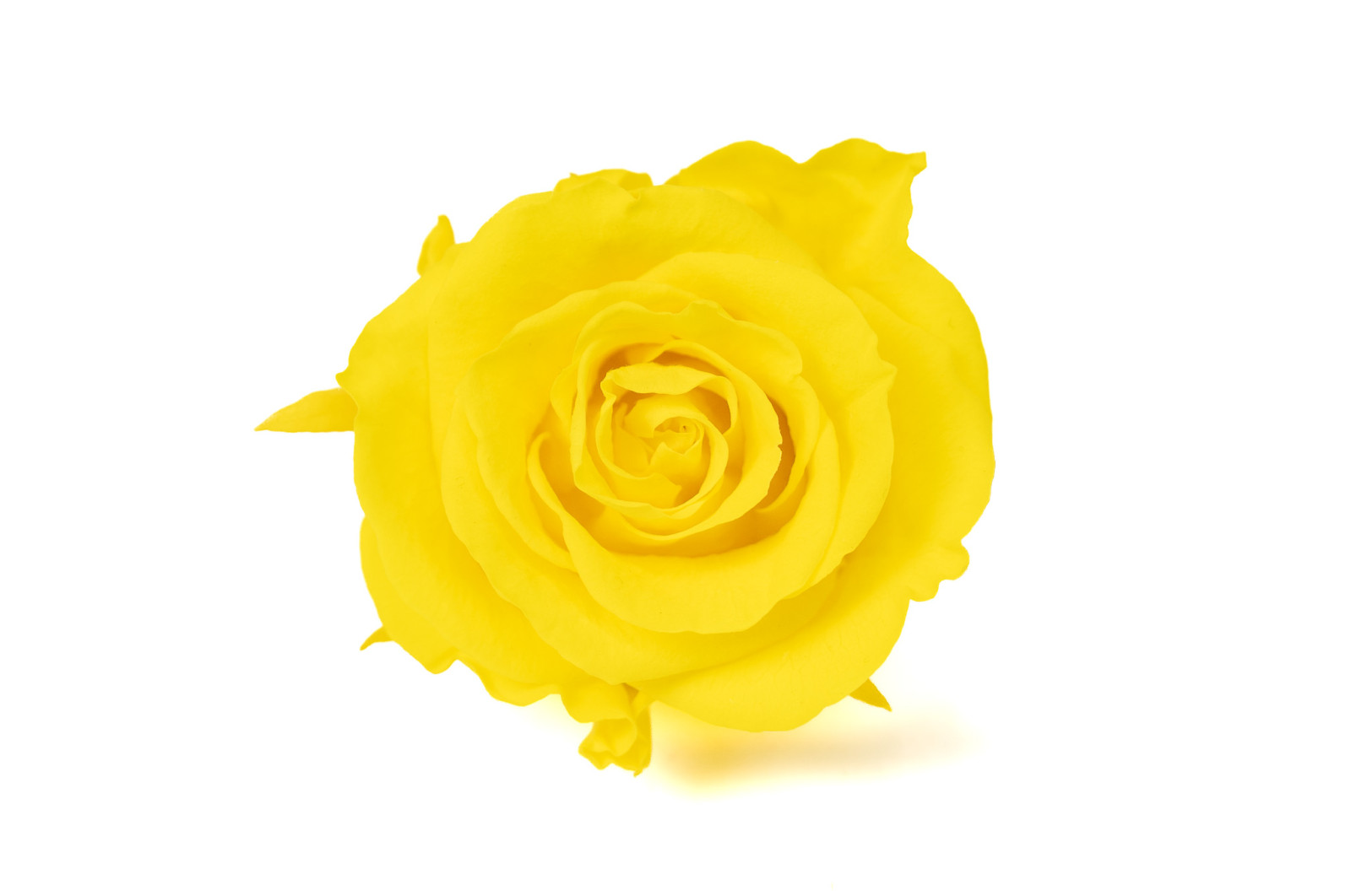 tetes-de-roses-stabilisees-l-9