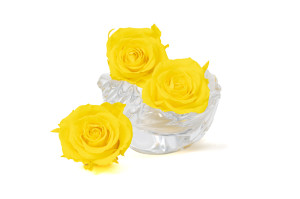 preserved-rose-heads-l-9.