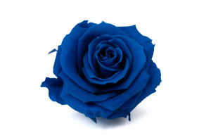 preserved-rose-heads-l-9.