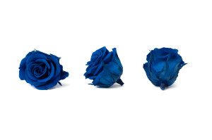 tetes-de-roses-stabilisees-l-9.