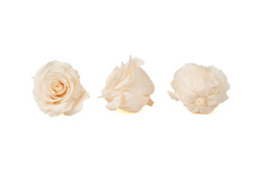 preserved-rose-heads-l-9.