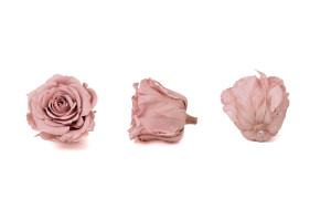 preserved-rose-heads-l-9.