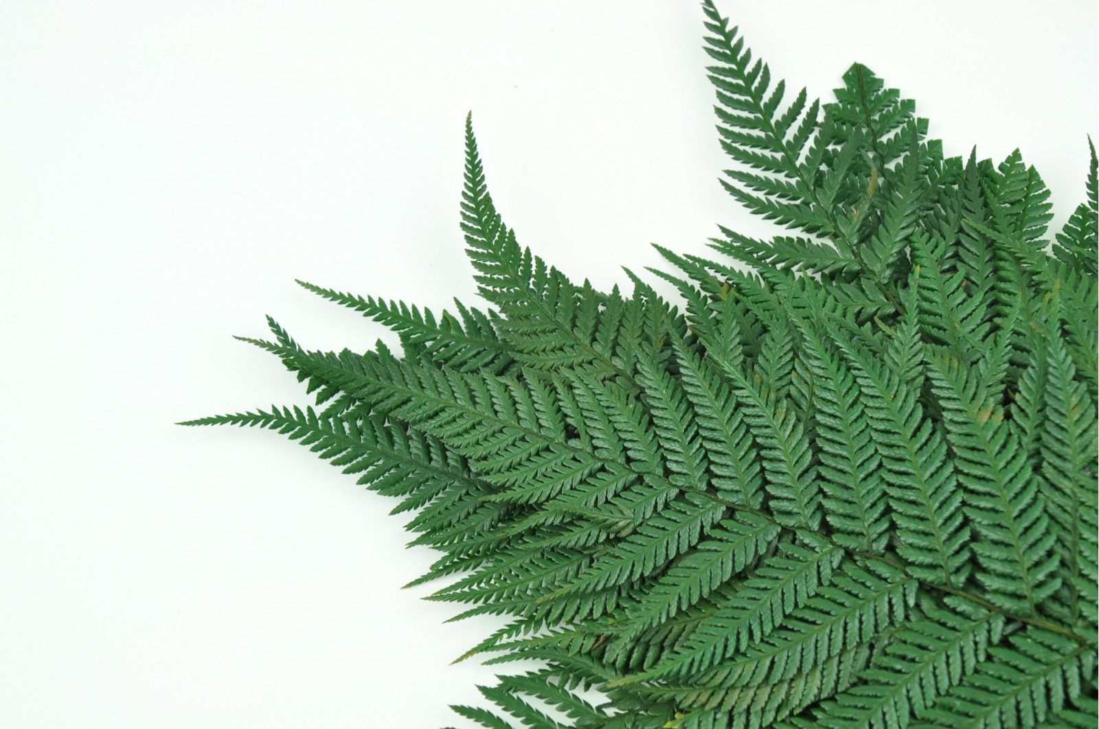 Preserved Brillant fern green (13)