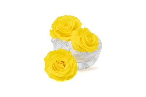 tetes-de-roses-stabilisees-xl-6-65cm-9.