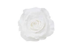 tetes-de-roses-stabilisees-xl-6-65cm-9.